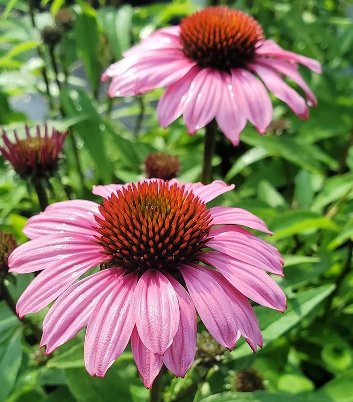 Cone Flower &#39;Echinacea Sunmagic Vintage Fuchsia&#39; 1 gal
