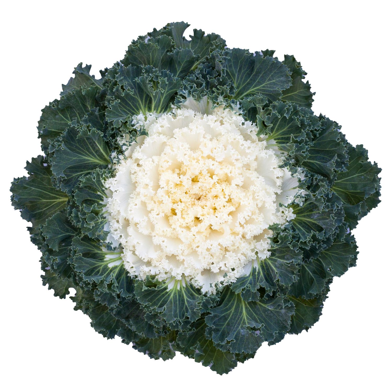 Flowering Kale Bright and Early Mix 1 gal