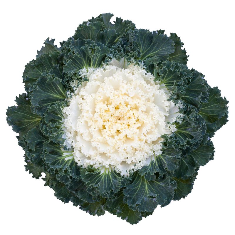 Flowering Kale Bright and Early Mix 1 gal