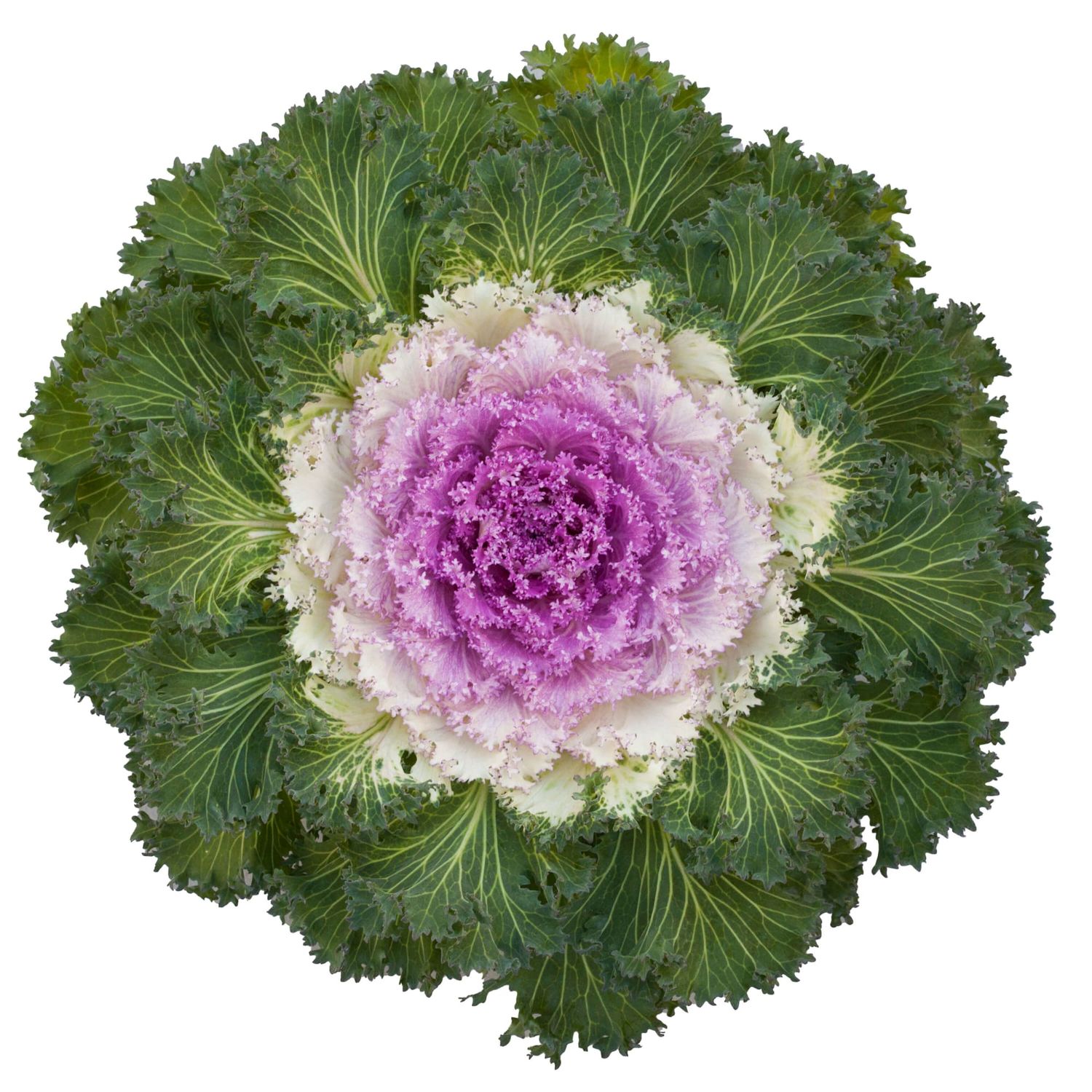 Flowering Kale Bright and Early Pink Bicolour 1 gal