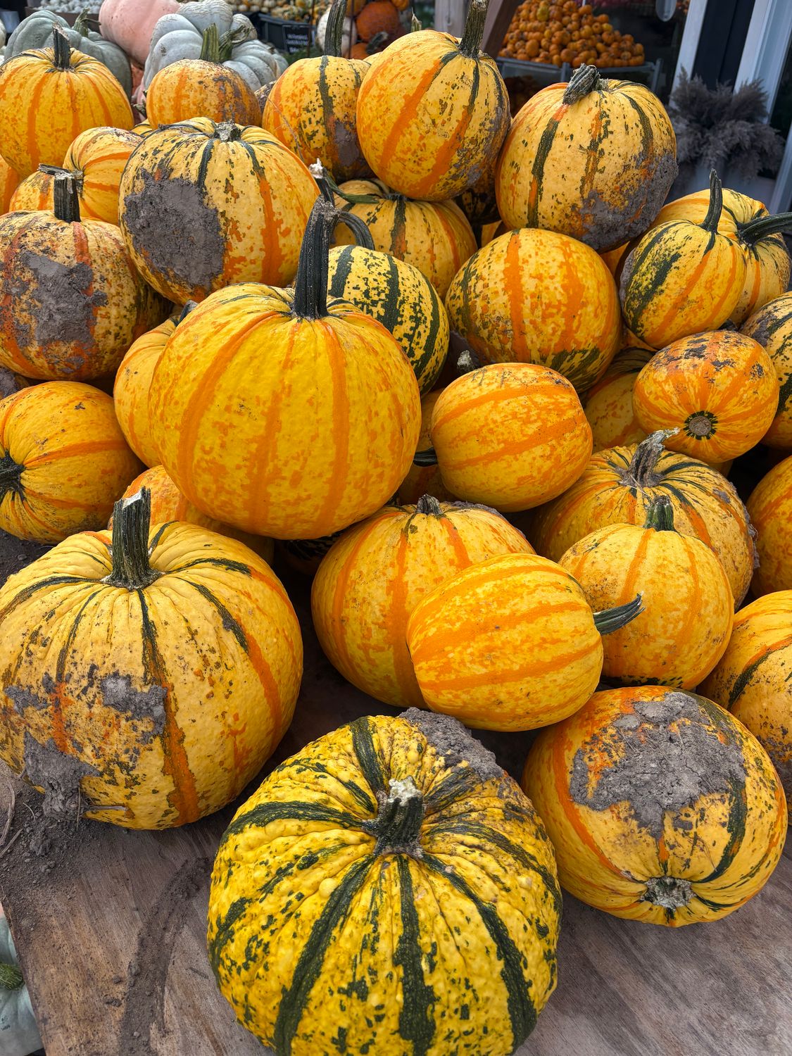 Fall Pumpkins - Medium Stripe