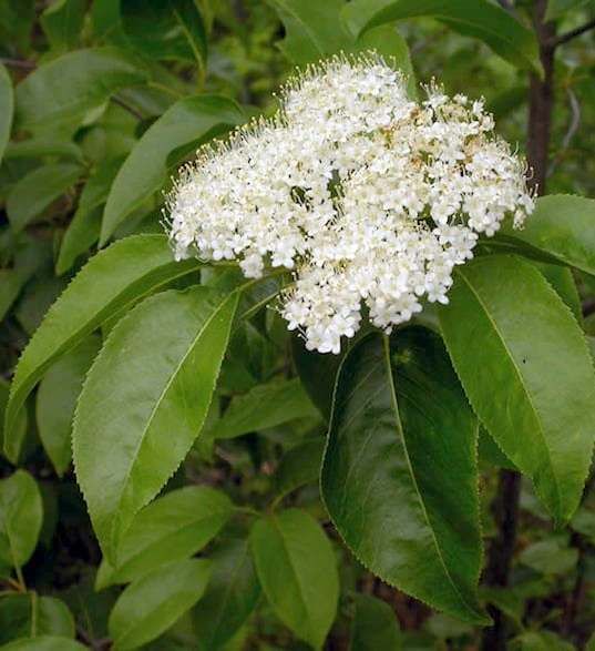 Viburnum lentago 'Nannyberry' 6-7' WB