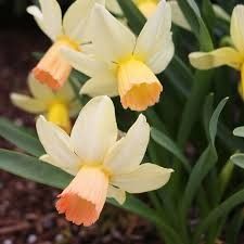 Narcissus (bulb pkg) Carice 12/14 (5/pkg)