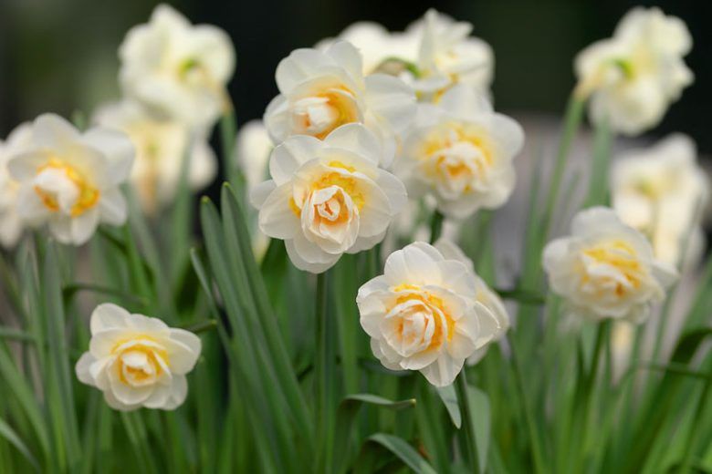 Narcissus (bulb pkg) Bridal Crown 12+ (5/pkg)