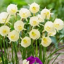 Narcissus (bulb pkg) Arctic Bells (5/pkg)