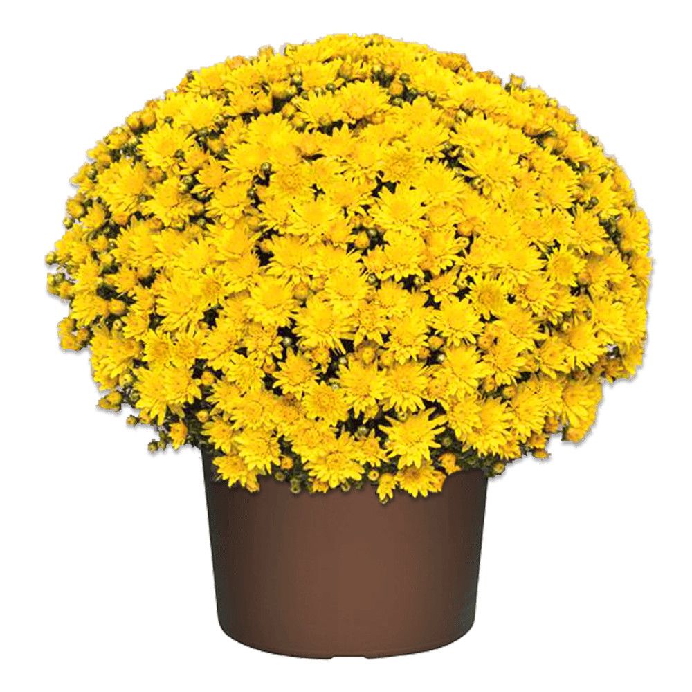 Fall Mum 10&quot; Tribeca Yellow