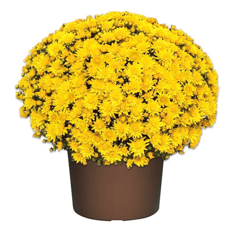 Fall Mum 10&quot; Tribeca Yellow