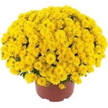Fall Mum 10&quot; Gigi Yellow