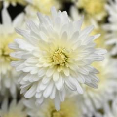 Fall Mum 18&quot; Tribeca White