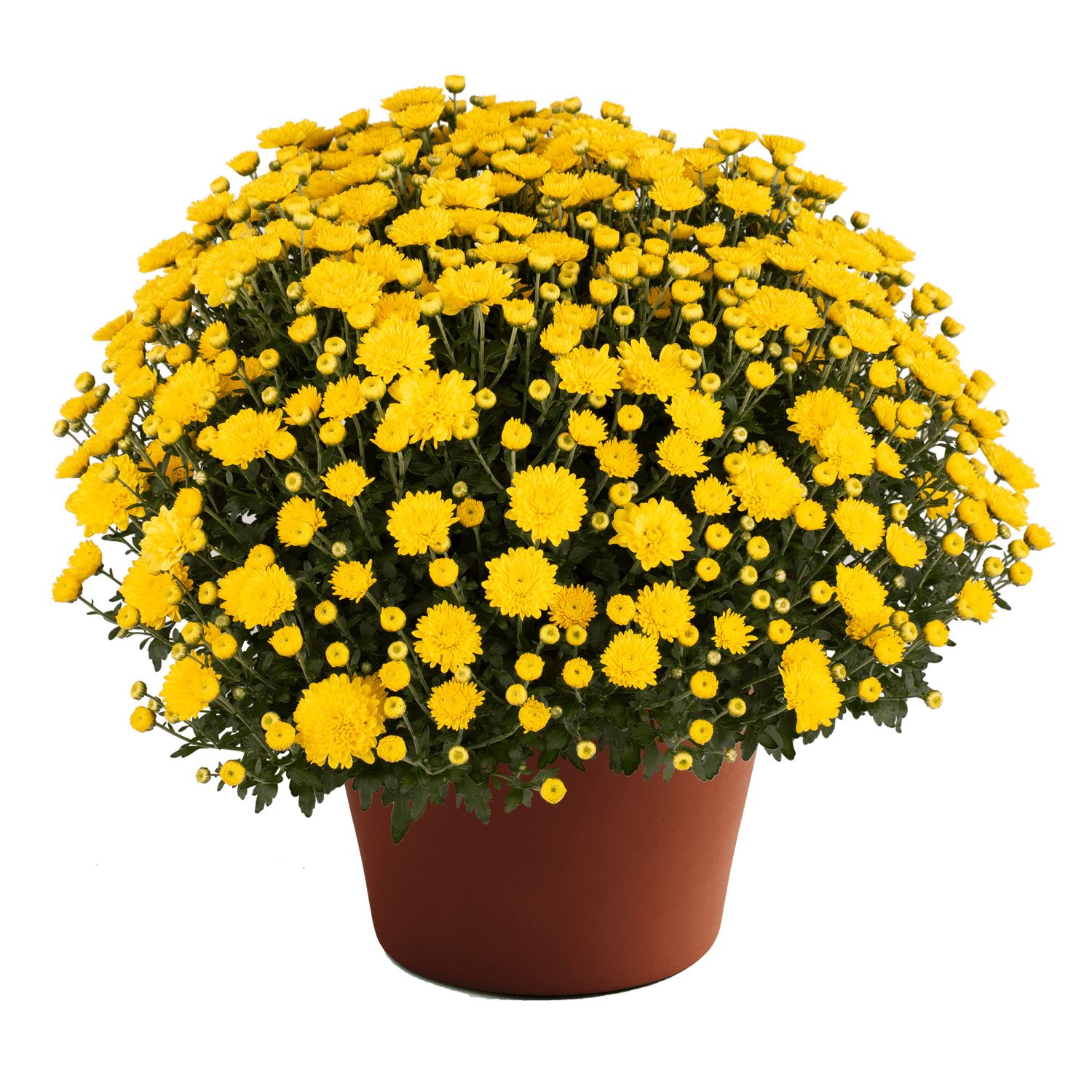 Fall Mum 18&quot; Chelsey Yellow