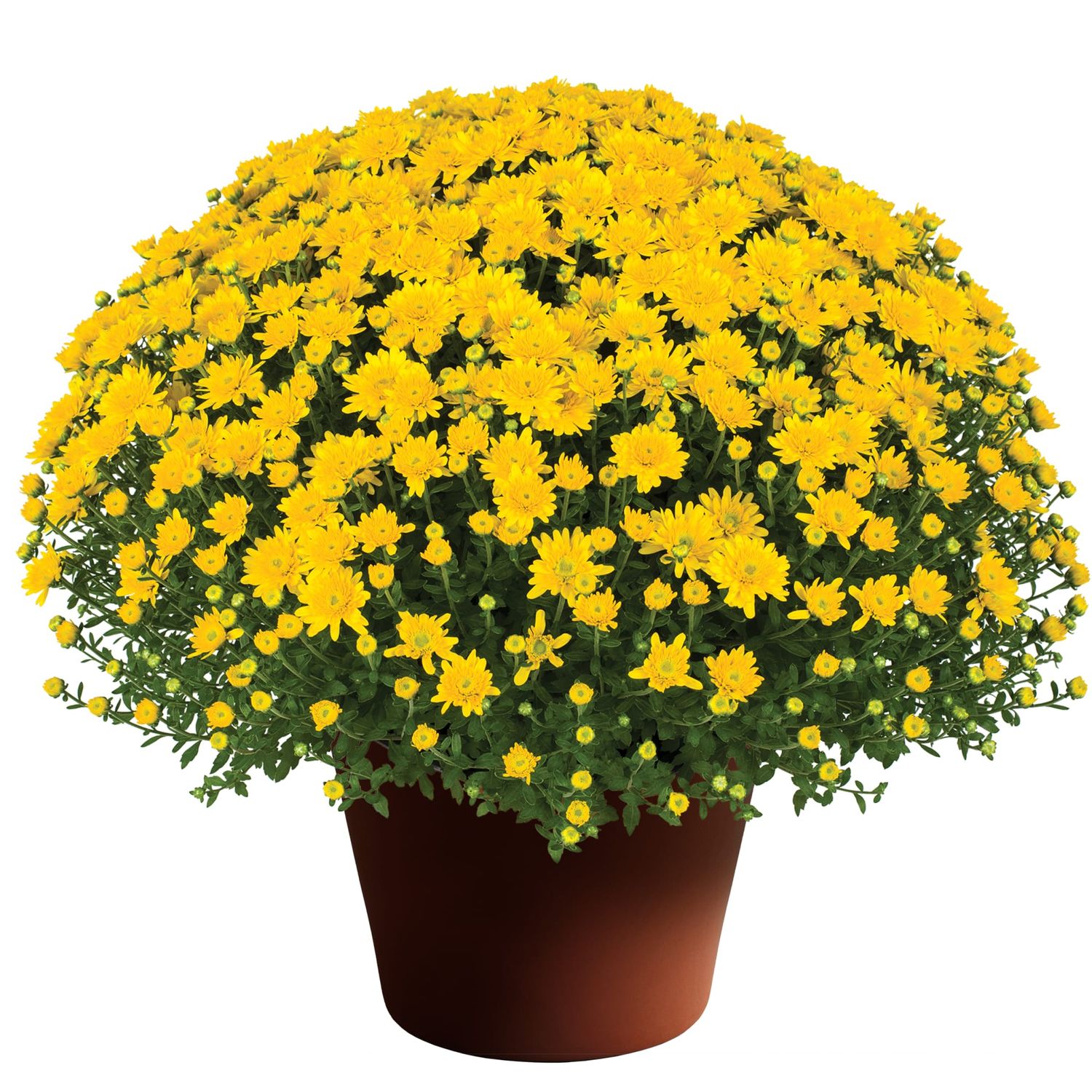 Fall Mum 18&quot; Beverly Gold