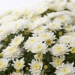 Fall Mum 10&quot; Paradiso White