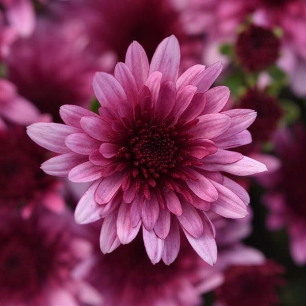 Fall Mum 14&quot; Pot Morgana Pink