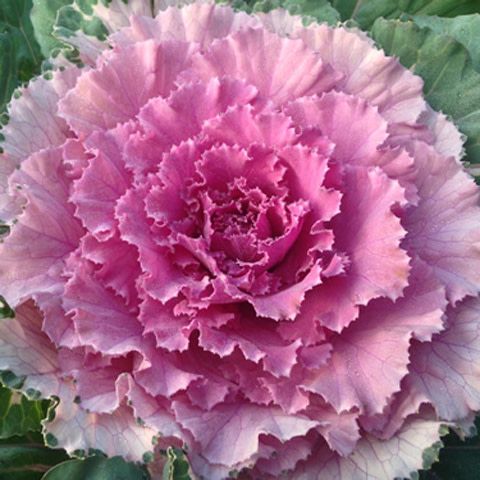 Flowering Cabbage Osaka Pink 1 gal