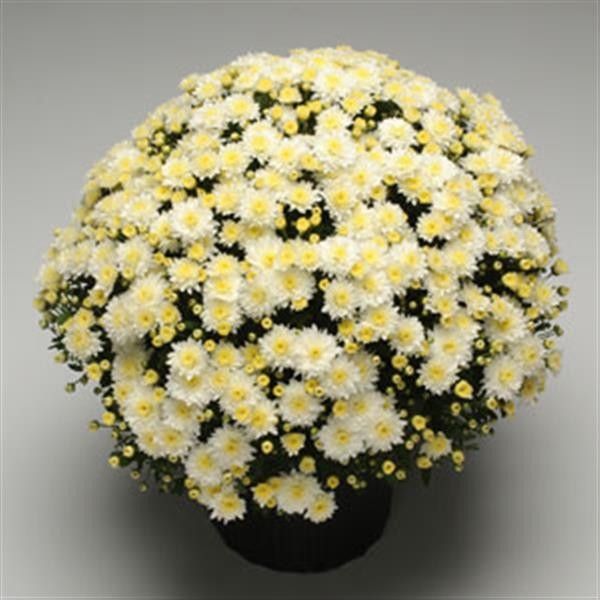 Fall Mum 14&quot; Pot Butter N Cream