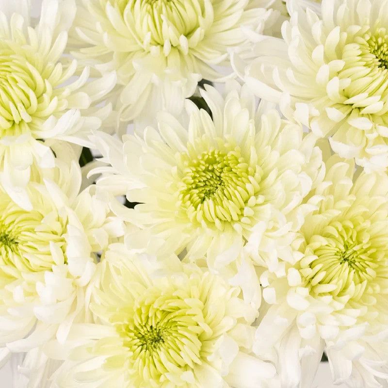Fall Mum 10&quot; Paperwhite