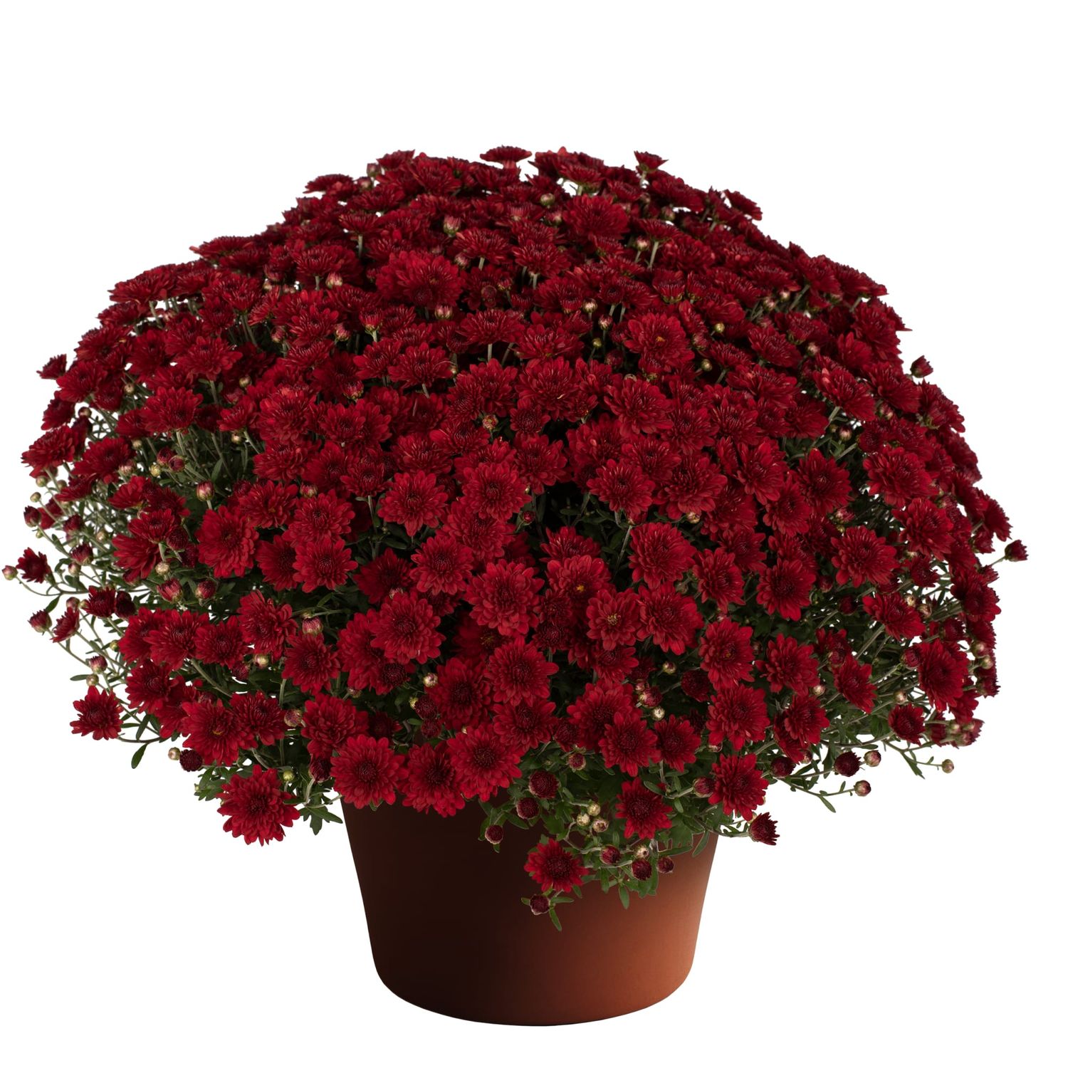 Fall Mum 14&quot; Mila Red