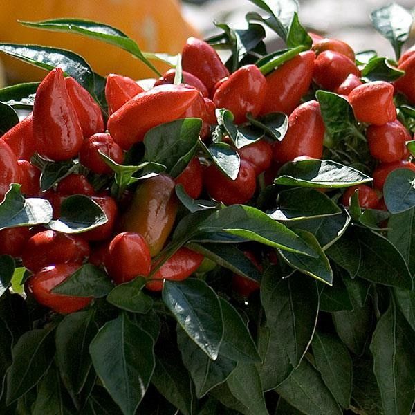 Fall Ornamental Pepper &#39;Samba Red&#39; 4&quot;