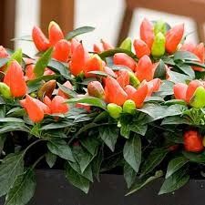Fall Ornamental Pepper &#39;Samba Orange&#39; 4&quot;