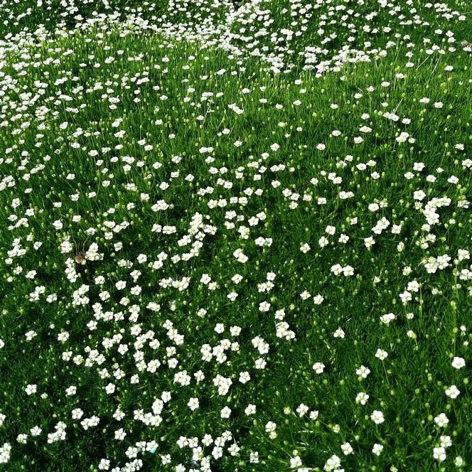 Irish Moss 'Sagina subulata' 1 gal