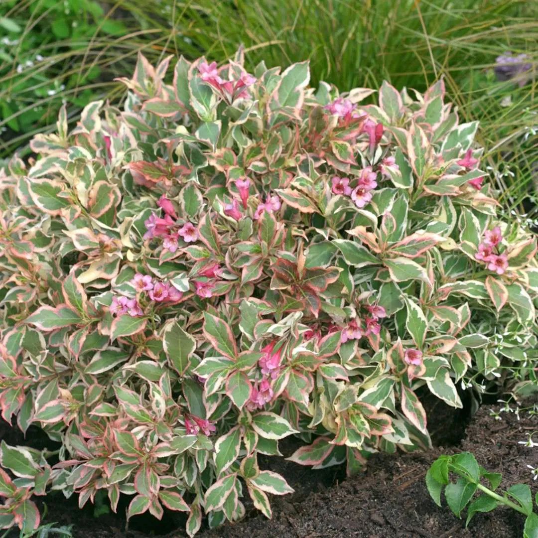 Weigela 'My Monet' 2 gal PW