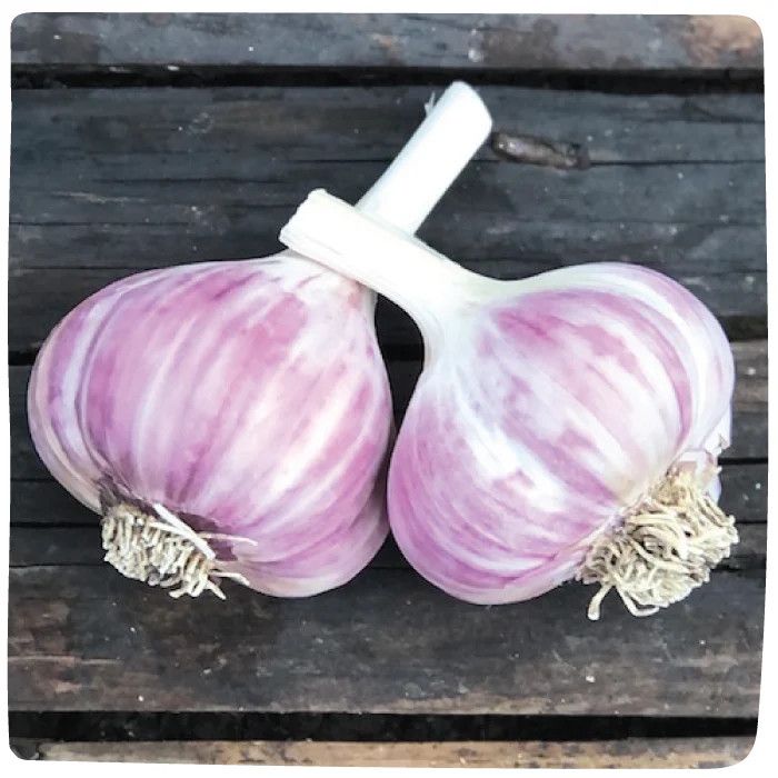 Garlic (bulb pkg) Russian Red (3/pkg)