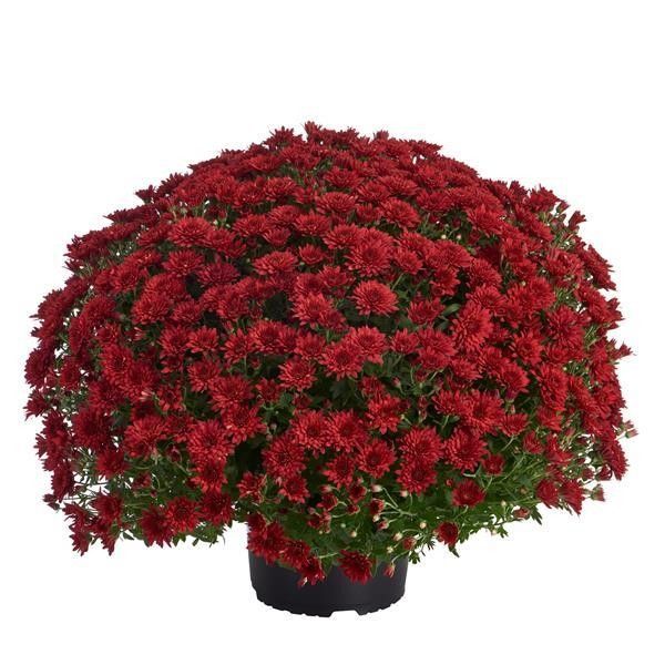 Fall Mum 14&quot; Pot Morgana Red