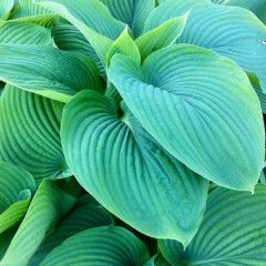Hosta 'Empress Wu' 1 gal PW