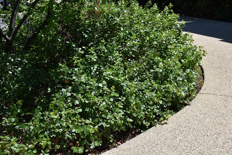 Fragrant Sumac 'Gro-Low' 2 gal
