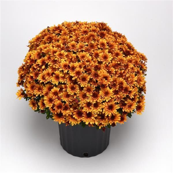 Fall Mum 10&quot; Milkshake Papaya Orange