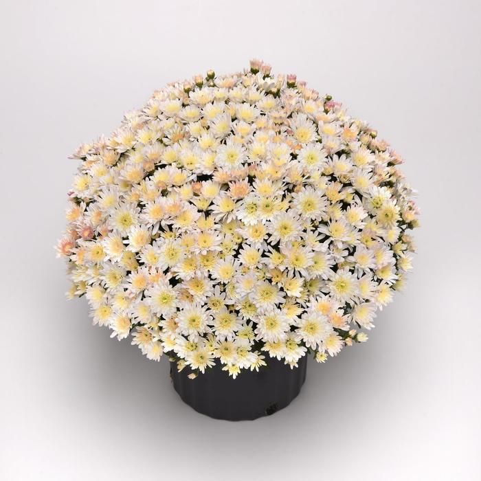 Fall Mum 10&quot; Milkshake Coconut White