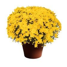 Fall Mum 10&quot; Nadia Yellow
