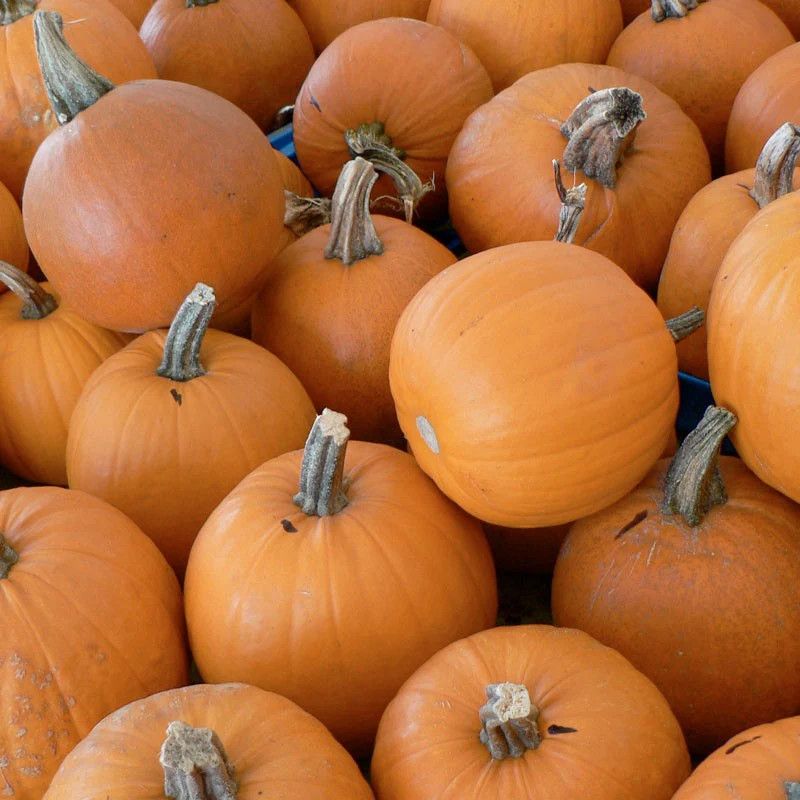 Fall Pumpkins - Orange Pie Pumpkin