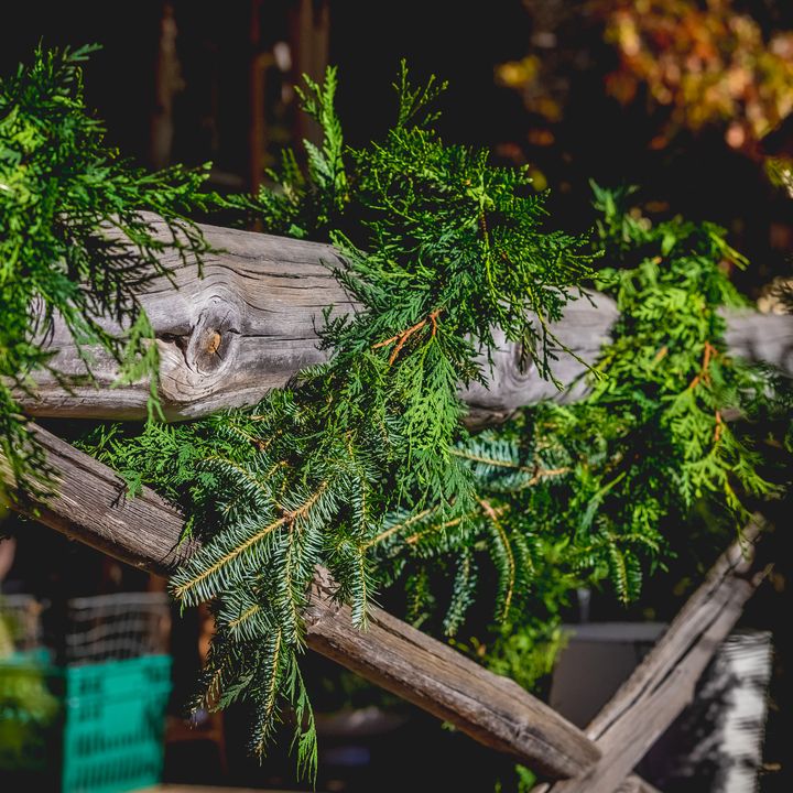 Fresh Cedar Deluxe Garland with Fraser Accents 20&#39;