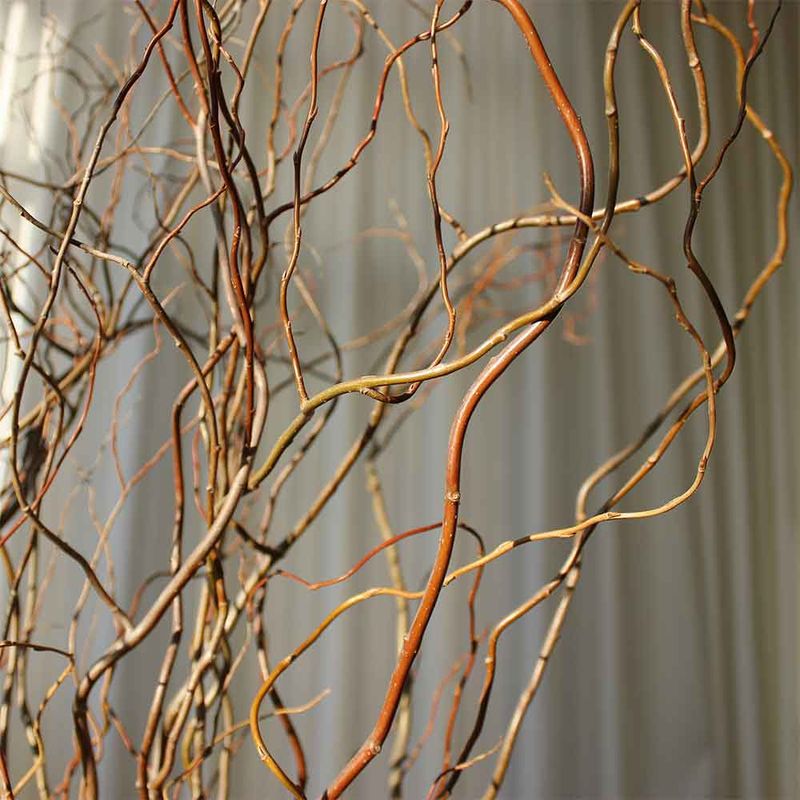 Fresh Greens - Curly Willow 60-90 cm
