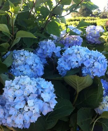 Hydrangea 'Endless Summer' 3 gal