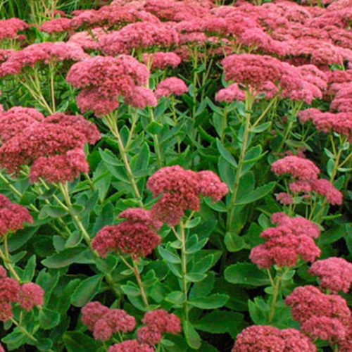 Stonecrop - Sedum 'Autumn Joy' , Size: 1 gal