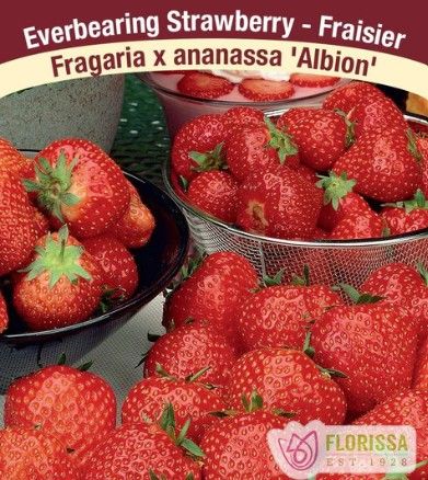Strawberries Everbearing (root pkg) - Albion (10/pkg)