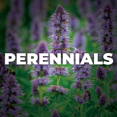 Perennials