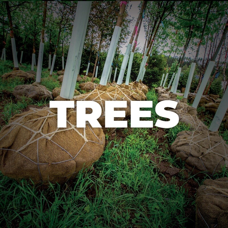 Utees Tree Trees