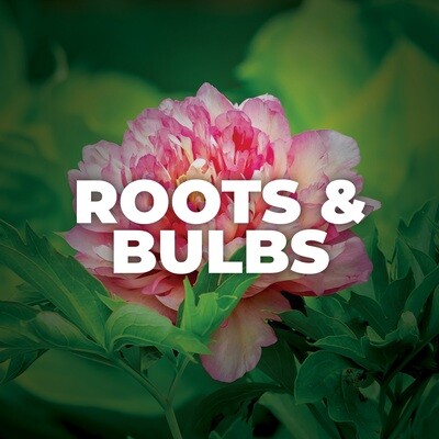 Bulbs/Roots