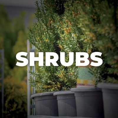 Shrubs