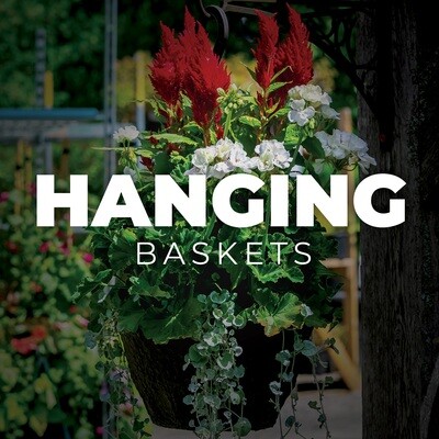 Hanging Baskets