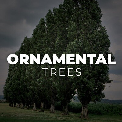 Ornamental Trees