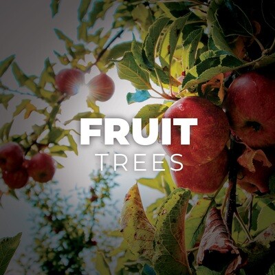 Fruit Trees