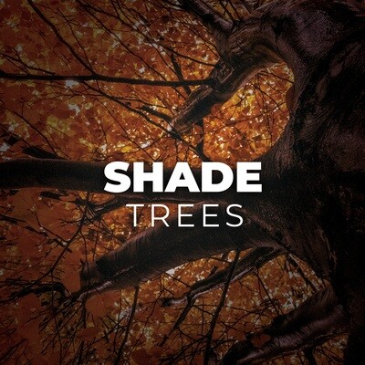 Shade Trees