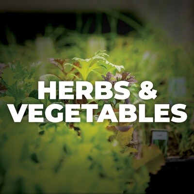 Herbs + Veg