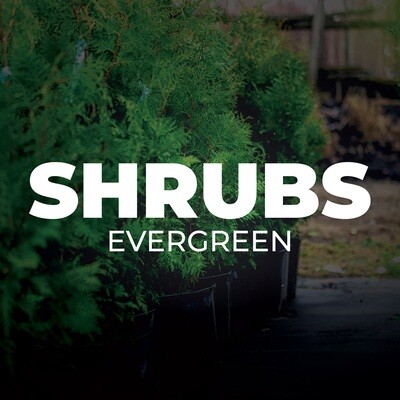 Evergreen Shrubs