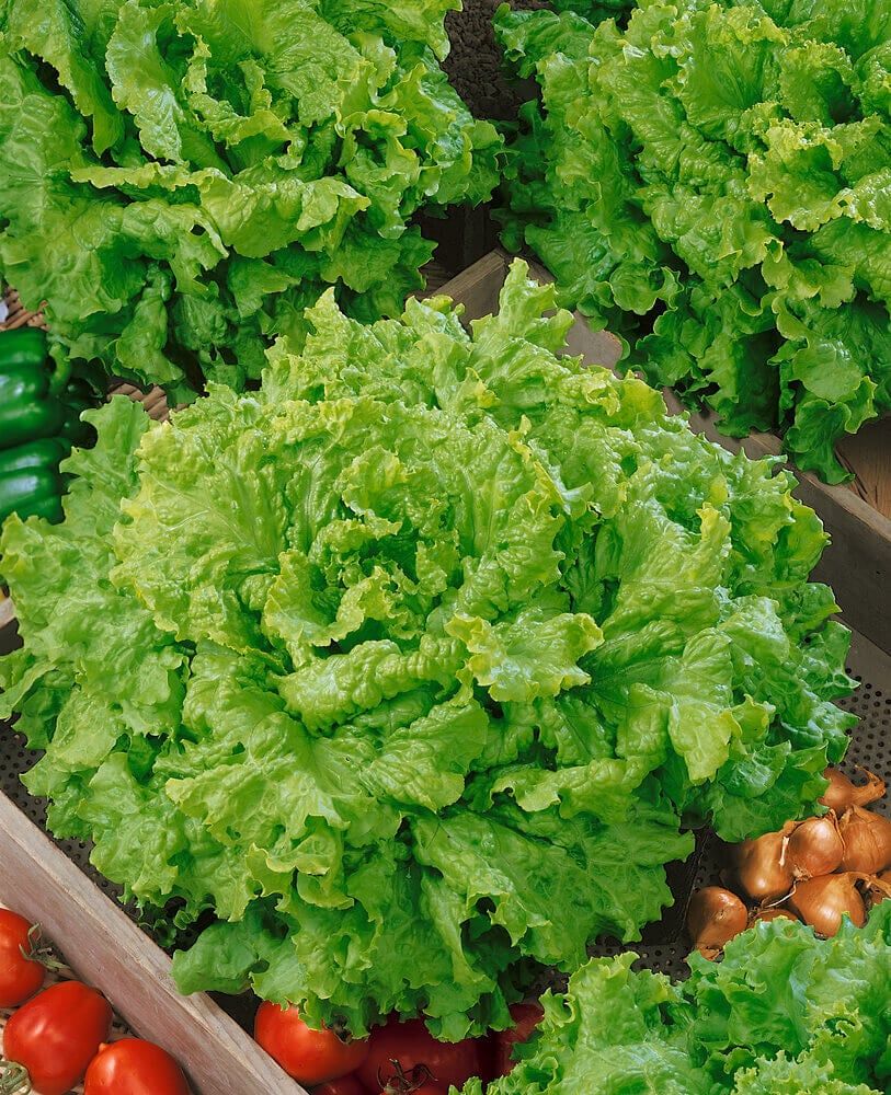 Leaf Lettuce (seed pkg), Variety: Grand Rapids