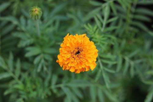 Marigold (seed pkg), Variety: Crackerjack Mix